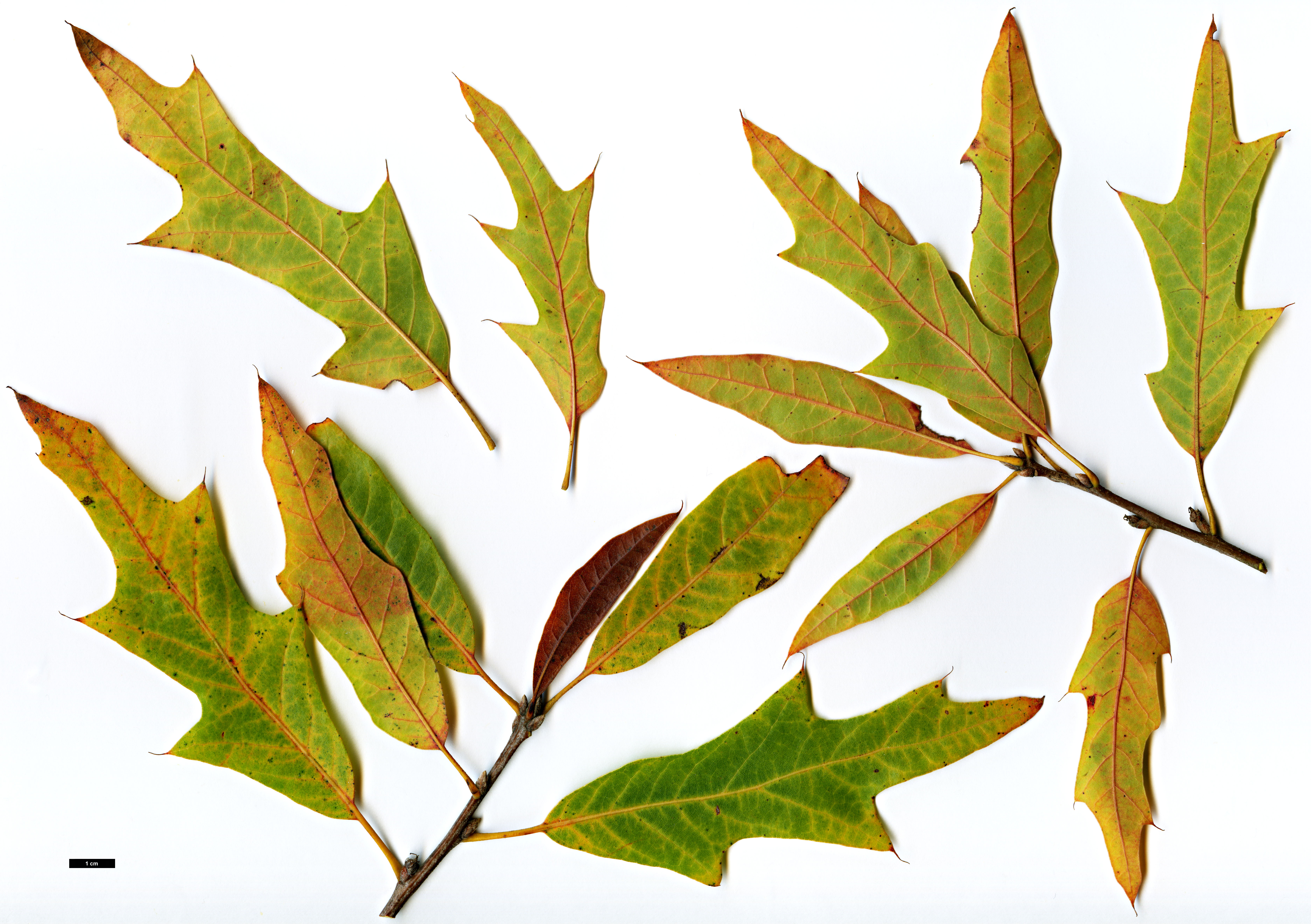 High resolution image: Family: Fagaceae - Genus: Quercus - Taxon: ×filialis (Q.phellos × Q.velutina)